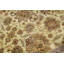 Wool Oriental Area Rug in Brown