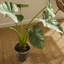 Faux Elephant Ear Plant in Ceramic Pot