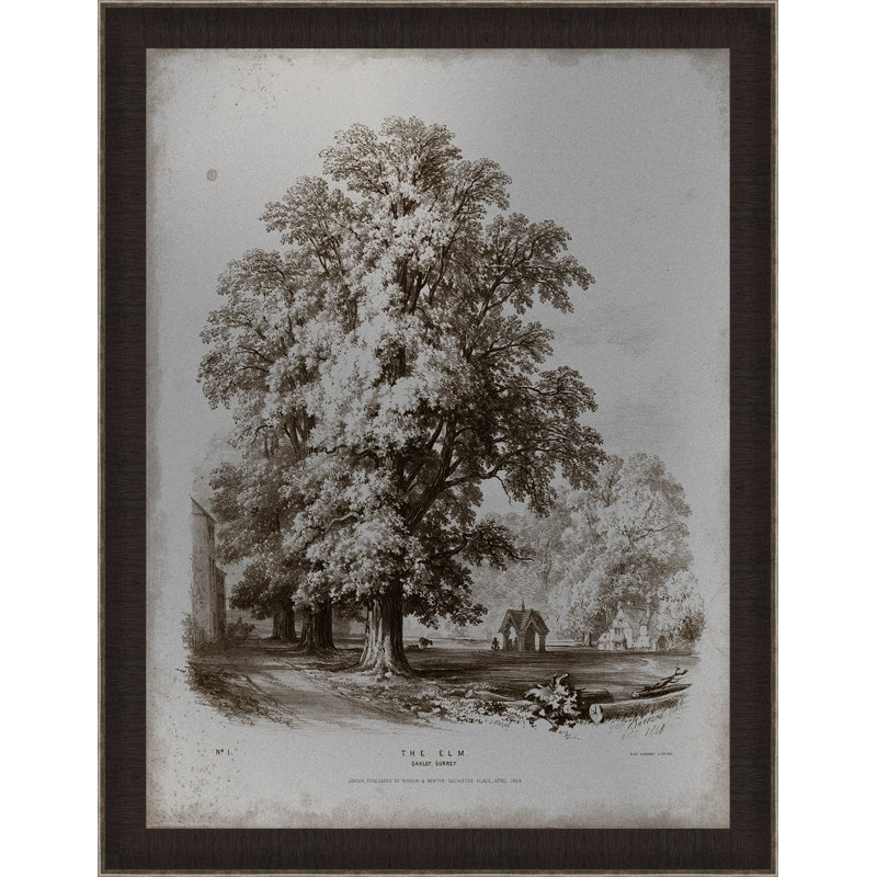 « sépia orme tree », impression encadrée