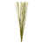 Basilic