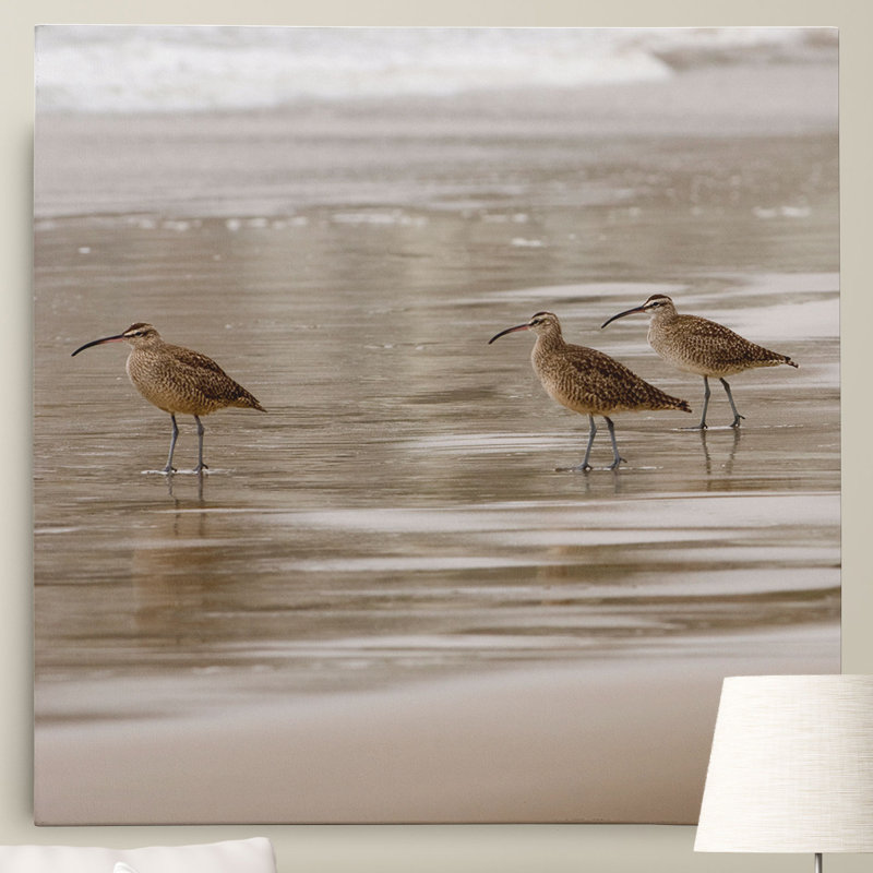 « shore oiseaux i » par danita delimont reproduction, reproduction de photo sur toile tendue, H 24 po x l 24 po x P 1,5 po