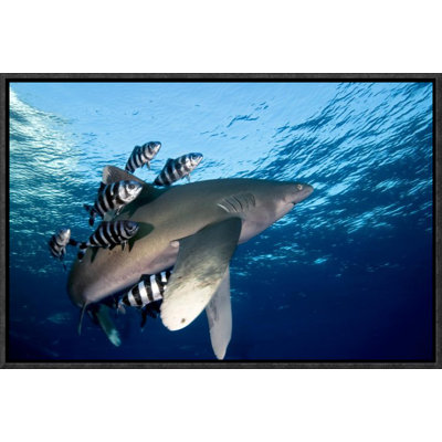 " Oceanic White-Tip Shark Close To The Surface "