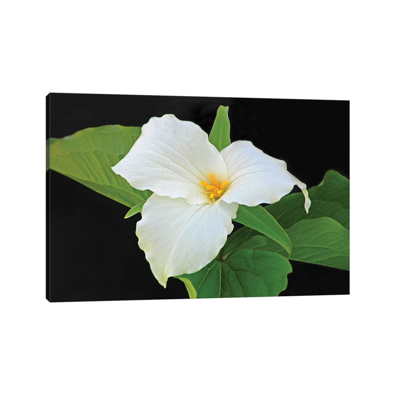 Trillium par Brian Wolf - photographie sur toile tendue, H 8 po x l 12 po x P 0,75 po