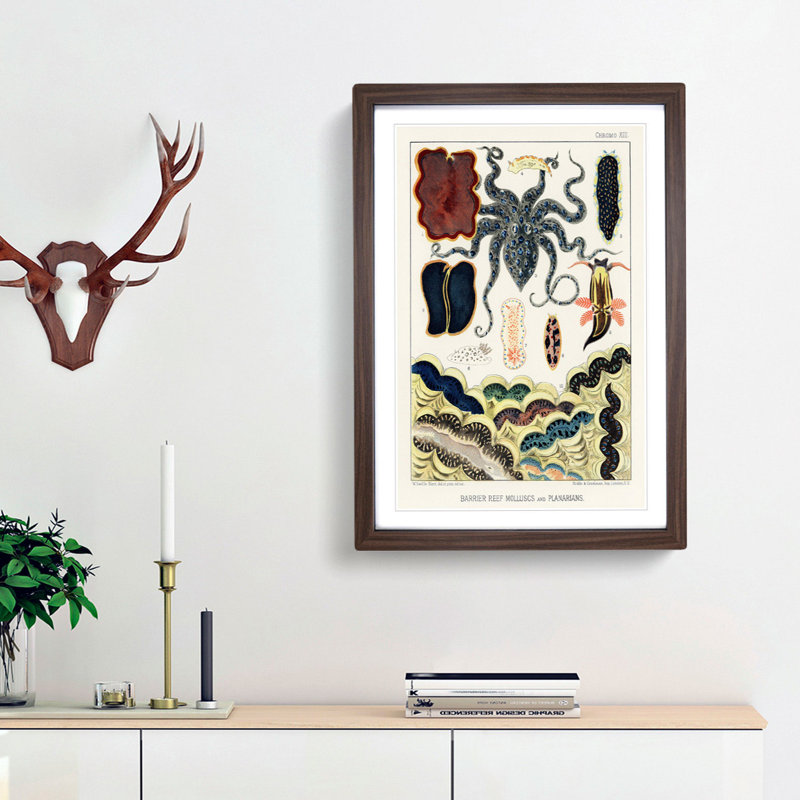 Great Barrier Reef Molluscs and Planarians by W. Saville-Kent - Picture Frame Painting Print, 65cm H x 48cm W x 2cm D