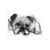 Study Of A Dog VII Print by Emma Brooks