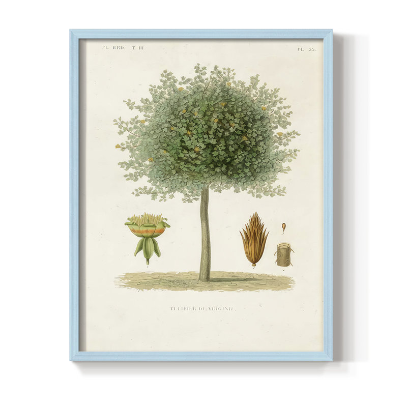 Arbre antique avec fruit X, reproduction encadrée - bois massif, Bleu, H 21 po x l 17 po