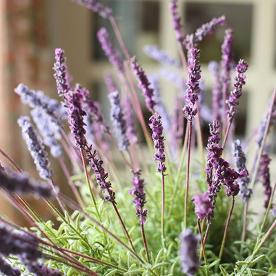 Lavender Arrangement