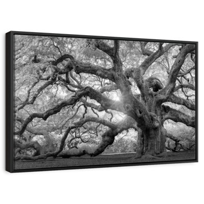Monochrome Angel Oak Tree