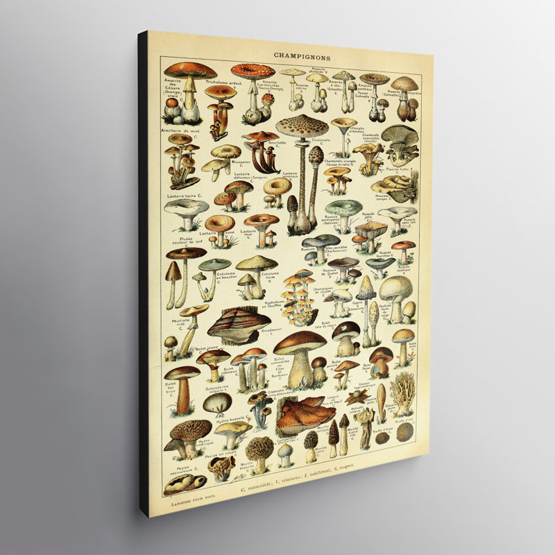 Mushroom Illustration Vintage - Wrapped Canvas Print, 61cm H x 41cm W x 4cm D