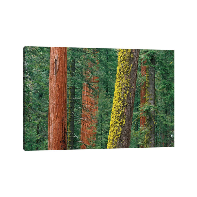 Giant Sequoia Trees, Some With Mossy Trunks, In Grant Grove, Sequoia National Park, California by Tim Fitzharris - Wrapped Canvas Print