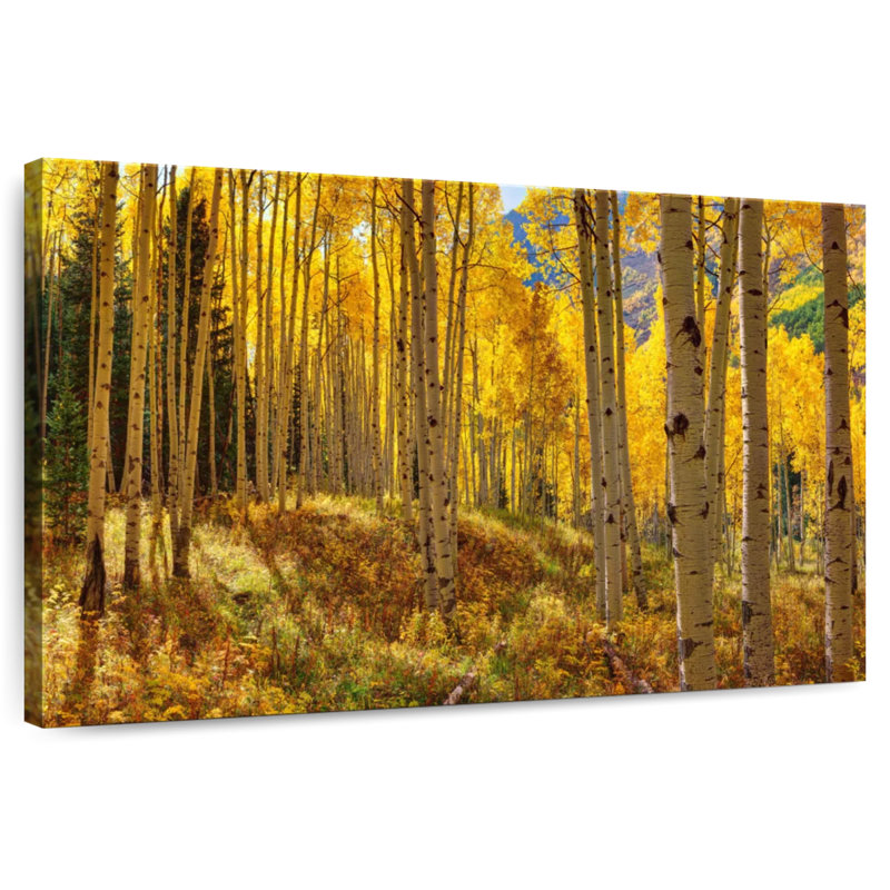Autumn Aspen Forest, Colorado, États-Unis, H 24 po x l 36 po