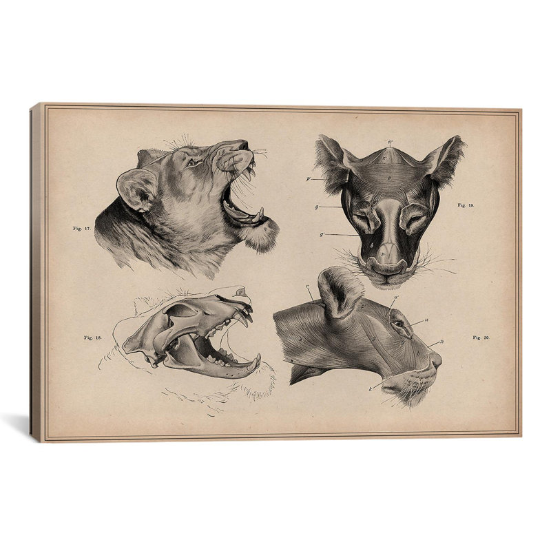 «Animal Art Lion Head Anatomy» par Wilhelm Ellenberger et Hermann Baum - impression sur toile tendue