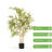 48 Inches Artificial Bamboo Tree In Nursery Pot
