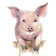 Pig - Painting Print