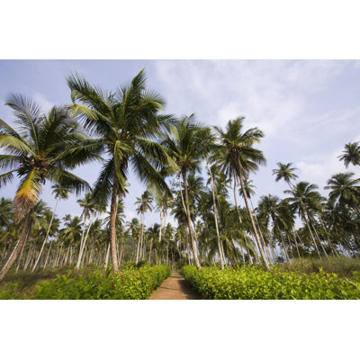 Palmiers - photographie sur toile tendue
