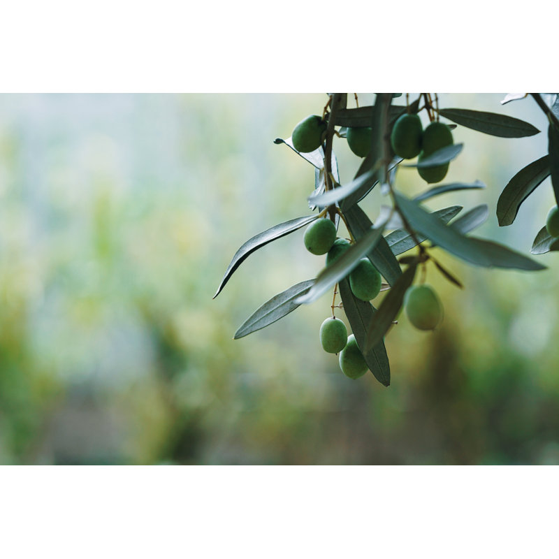 Olive Harvest Time by Bozdamare - Wrapped Canvas Print, 30cm H x 46cm W