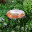 Burnt Copper Birdbath with Stake-192375928