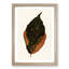 Autumn Leaf by Benjamin Fawcett - Picture Frame Painting Print-55683460-55683461