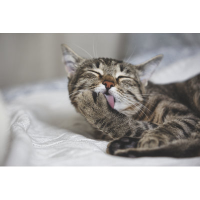 Cute Tabby Cat Licks Fur by S_Hoss - Wrapped Canvas Print