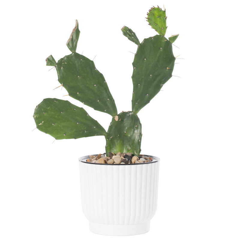 Ceyla Pot Planter