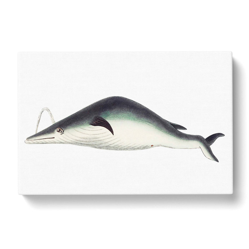 Whale by George Shaw - Wrapped Canvas, 35cm H x 50cm W x 3cm D