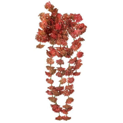 Plantes et arbres succulents verts Sedum
