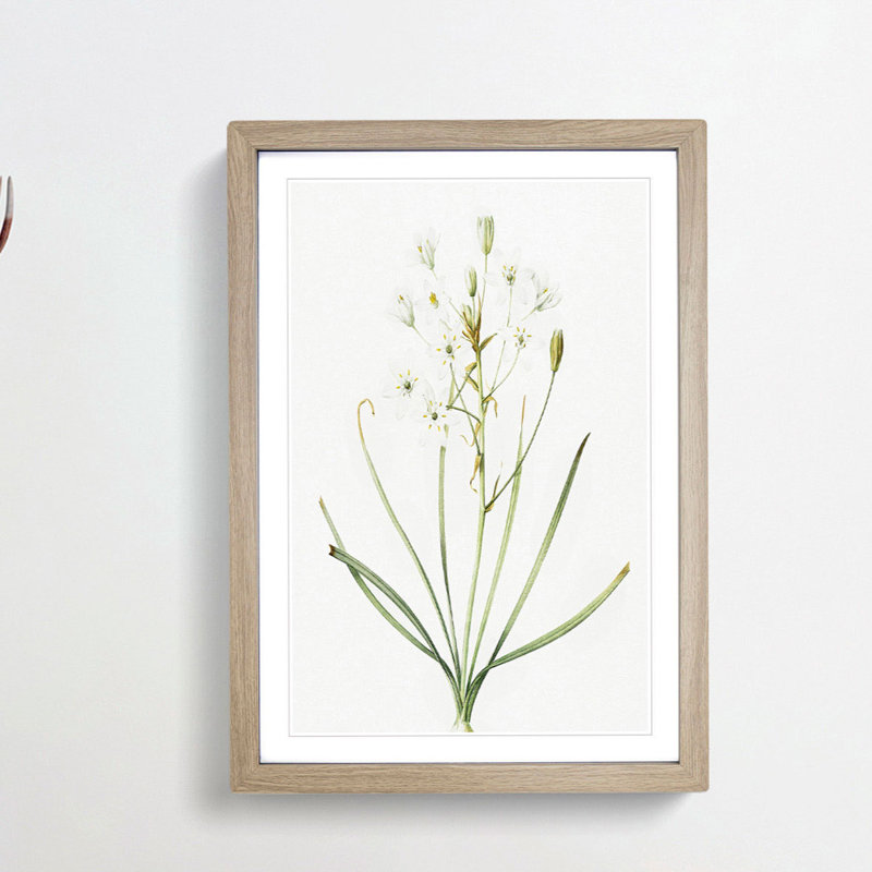 Ornithogalum Flowers by Pierre-Joseph Redoute - Picture Frame Painting Print, 36cm H x 27cm W x 2cm D, Oak Framed