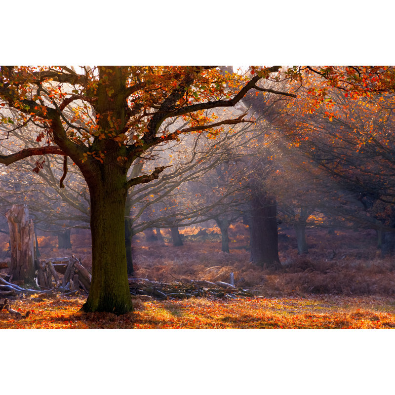 Richmond Park, London - Wrapped Canvas Print, 30cm H x 46cm W x 3.8cm D