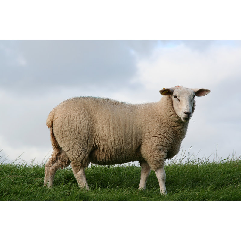 Sheep by Sieto, 12" H x 18" W