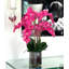 Orchidée en fleurs dans un vase-68766511
