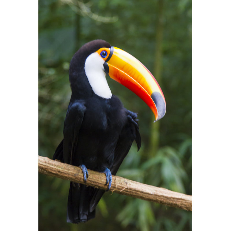 Toucan On Branch by Ampueroleonardo - Wrapped Canvas Print, 91cm H x 61cm W
