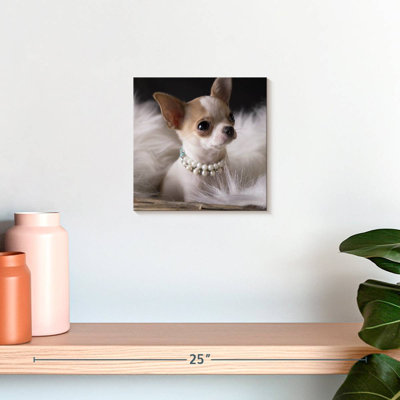 Crowle Fancy Chihuahua