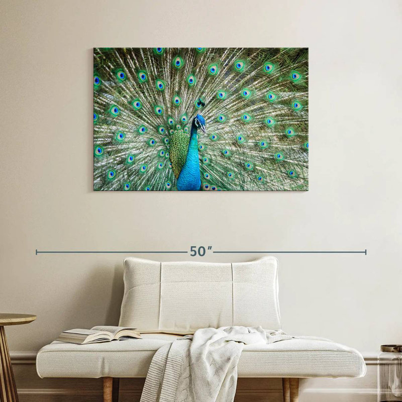 Brampt Peacock Displaying Tail, 26" H x 39" W