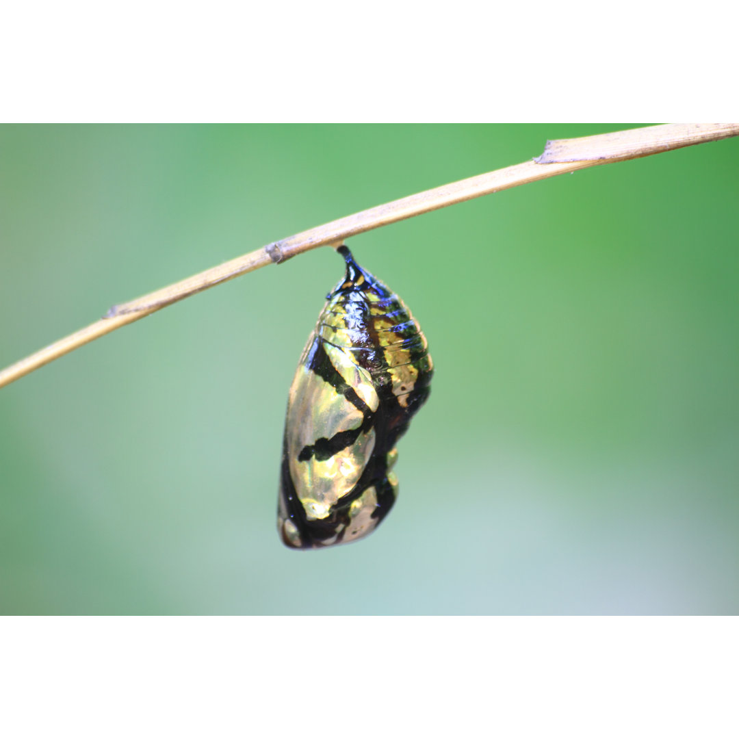 Monarch Chrysalis Hanging On Branch von Sirichairaksue - Leinwandbild