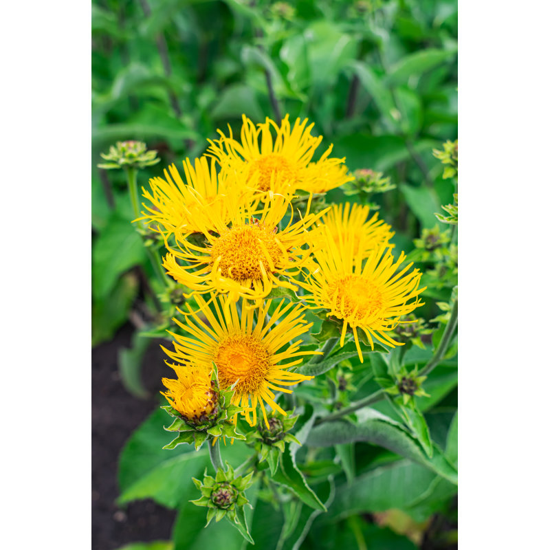 Oketo Elecampane flowers, Inula helenium 1 Piece Wrapped Canvas Wall Art, 30cm H x 20cm W x 3.8cm D