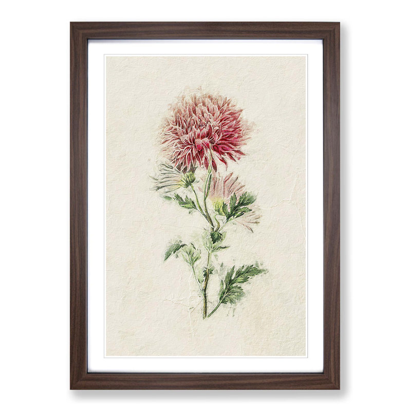 Illustration of Pink Chrysanthemums - Picture Frame Painting Print, Walnut Framed, 36cm H x 27cm W x 2cm D