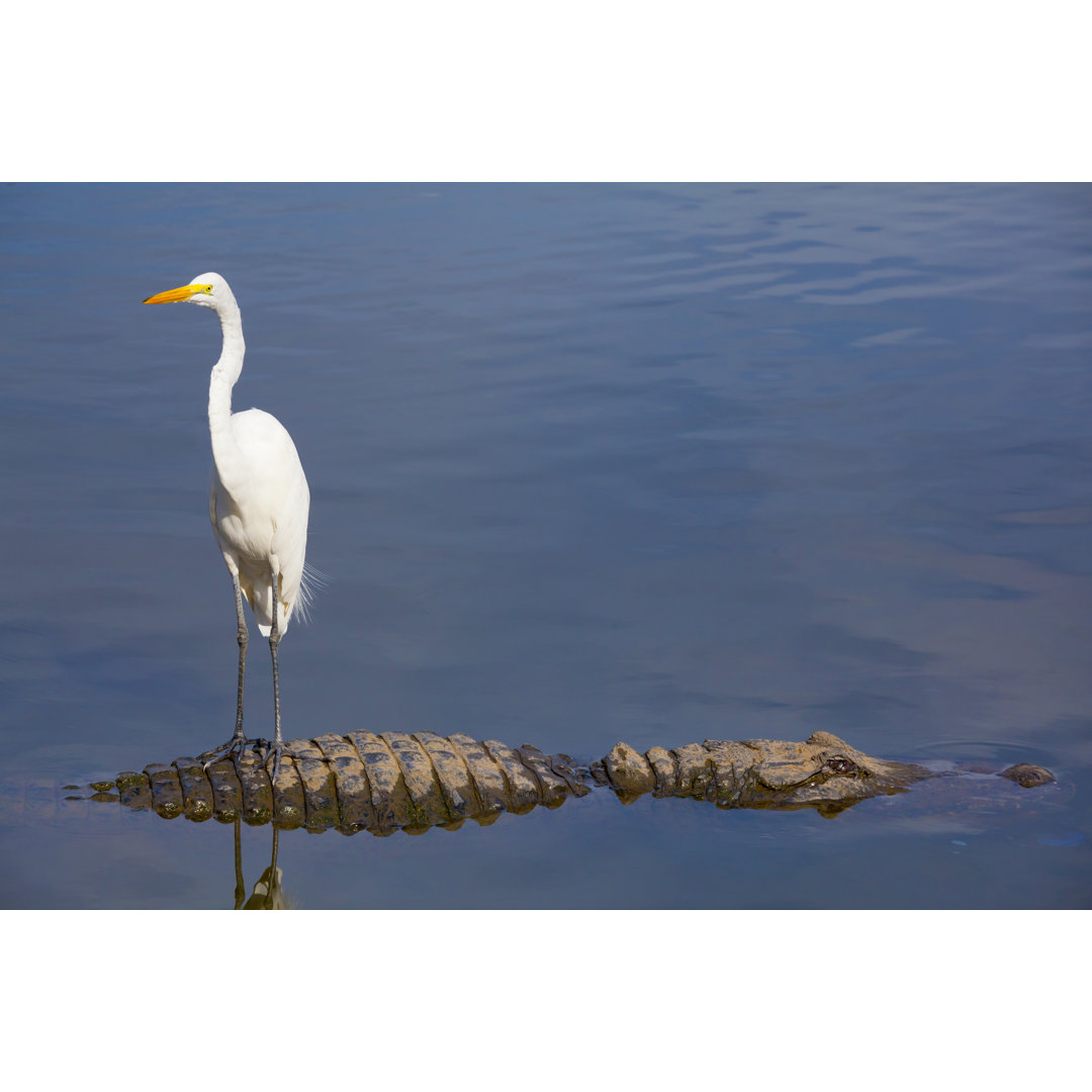 Unsichtbare Gefahr; Vogel steht auf dem Rücken des Alligators