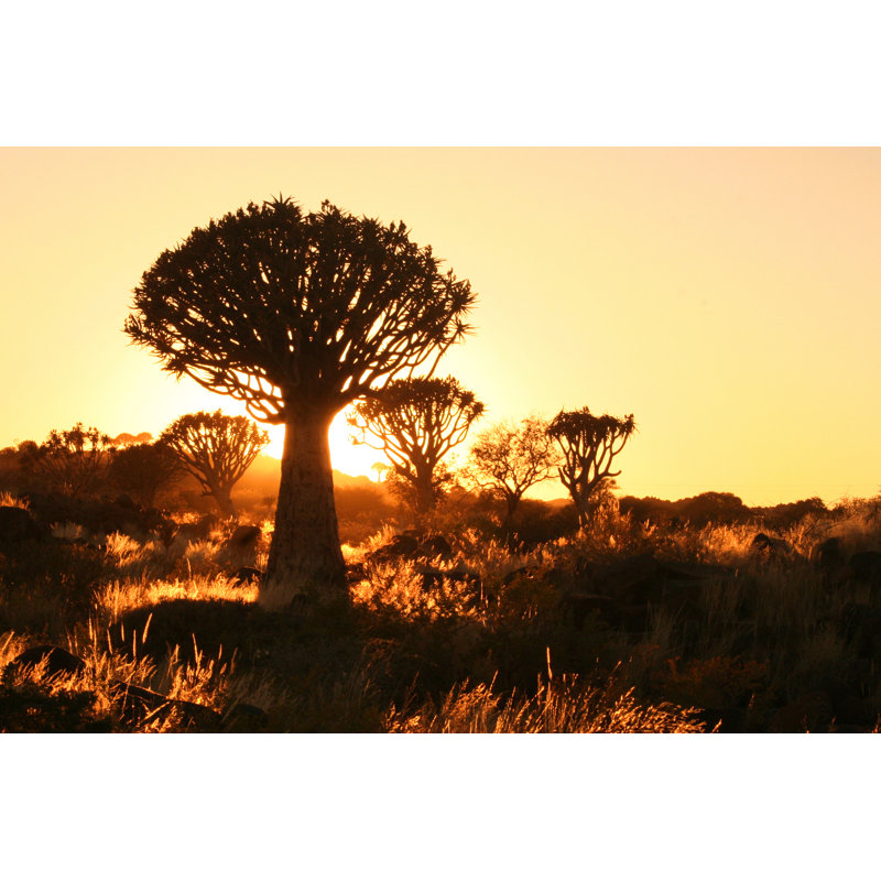 Quiver Tree - Wrapped Canvas Print, 30cm H x 46cm W