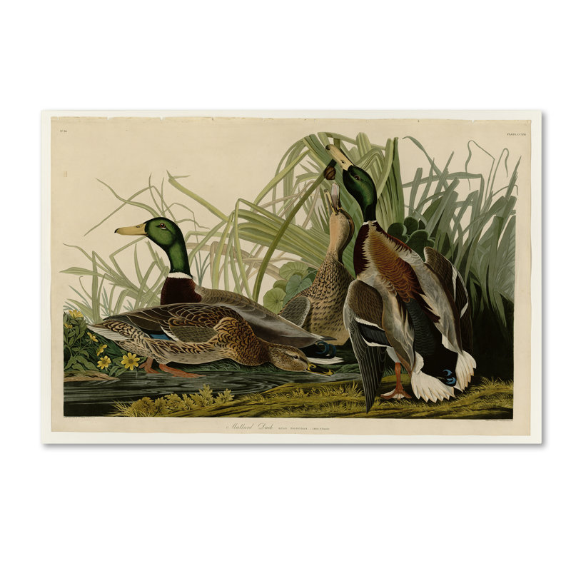 «Mallard Duckplate 221» par John Audubon - impression sur toile tendue, H 22 po x l 32 po
