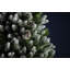 Artificial Pine Christmas Tree-1968415049