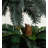 Double Potted Sago Palm Silk Tree