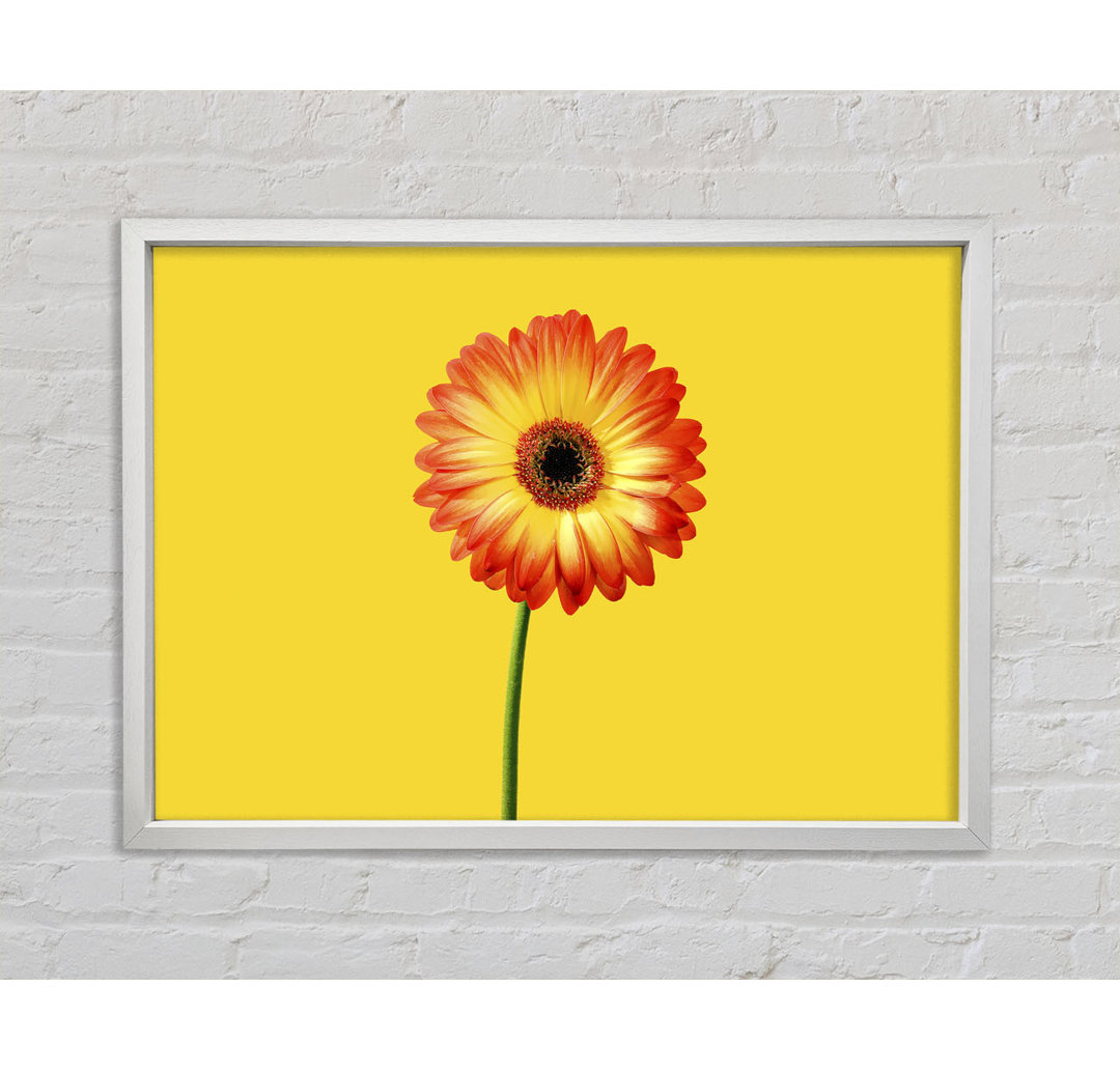 Orange Gerbera auf Gelb - Einzelner Bilderrahmen Kunstdrucke auf Leinwand