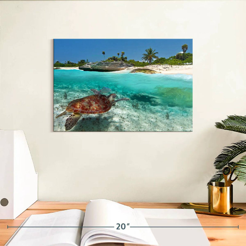 Crowle, île des tortues des Caraïbes, H 8 po x l 12 po