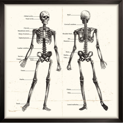 " Human Skeleton, Engraving "