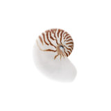 Sea Shell In White III Print by Sofia Fox