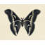 Flutter 3 Print by Todaro, Katie