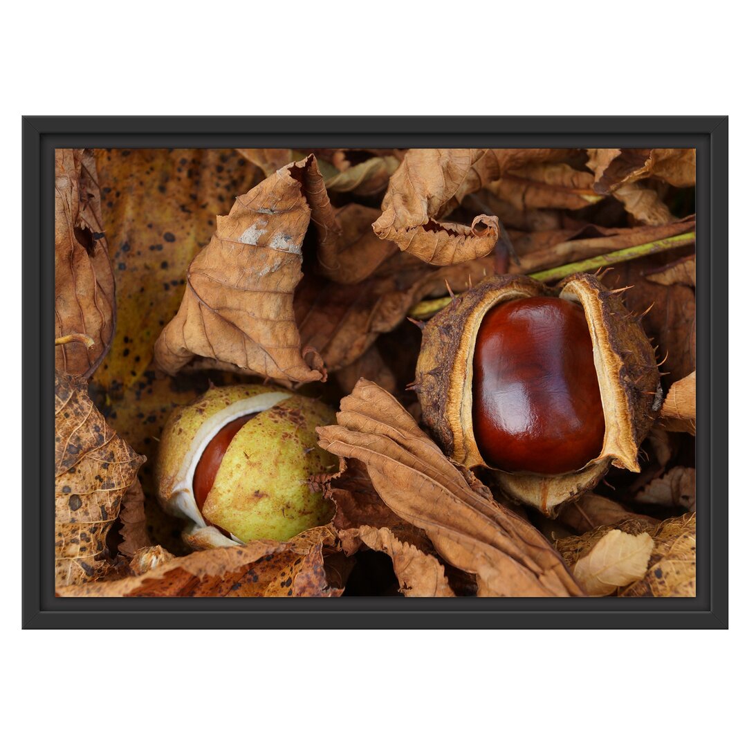 Gerahmter Fotodruck Two Open Chestnuts