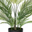 50 plantes