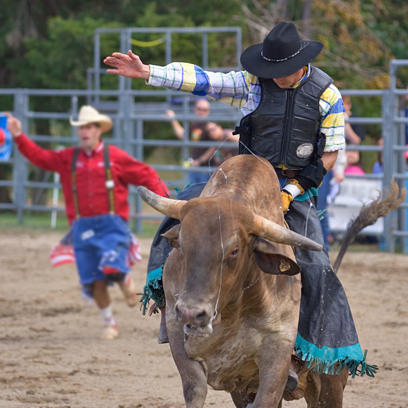 Rodeo Cowboy by Red_Moon_Rise, 30" H x 30" W