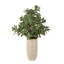 Plante d'appoint Winslow